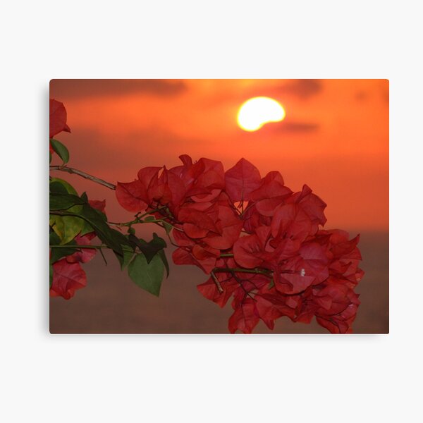 bougainvilleas in sunset II - bougainvilleas en puesta del sol Canvas Print