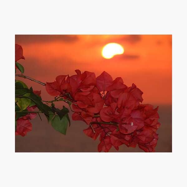 bougainvilleas in sunset II - bougainvilleas en puesta del sol Photographic Print