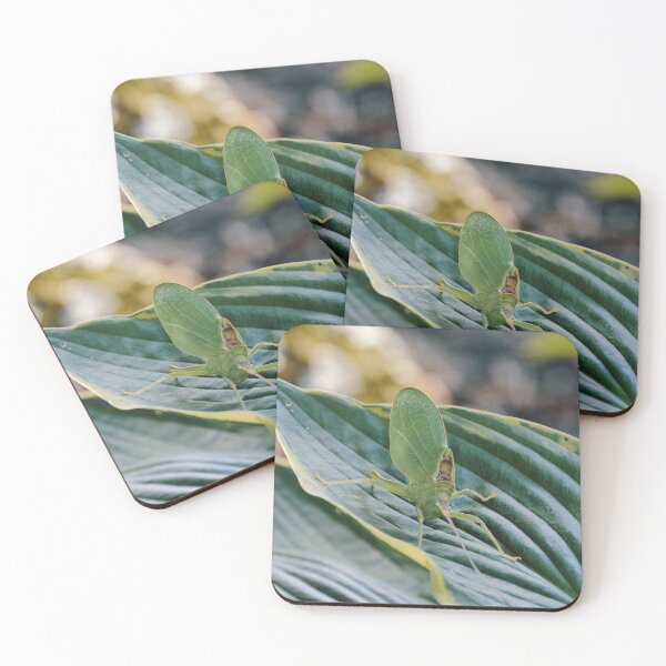 Item preview, Katydid designed and sold by Tessia Photography.