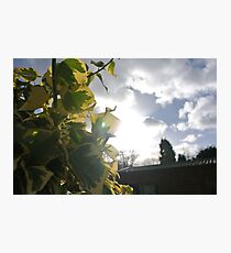 Sunlight so bright Photographic Print