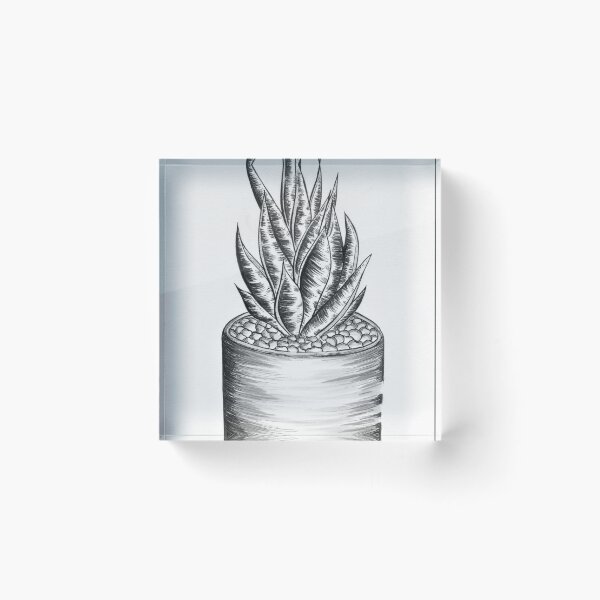 Item preview, Aloe Aristata designed and sold by rbrigandi.