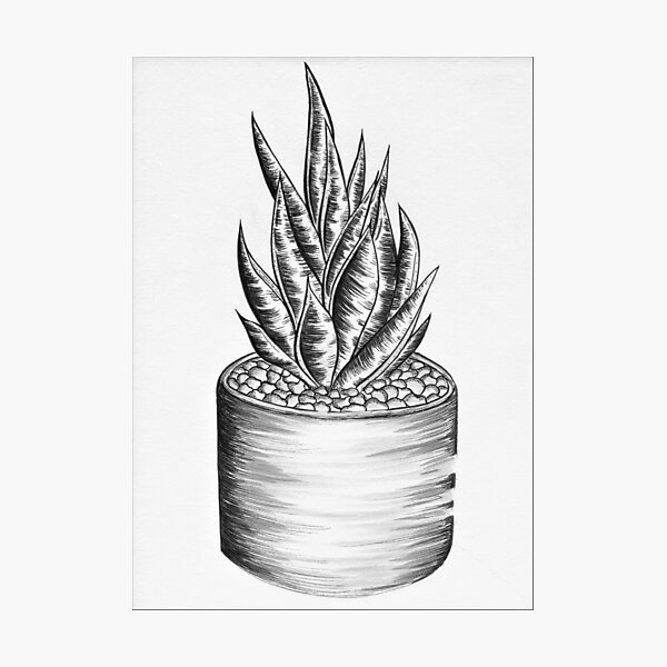 Item preview, Aloe Aristata designed and sold by rbrigandi.
