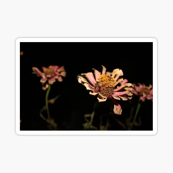 Decaying flower Sticker