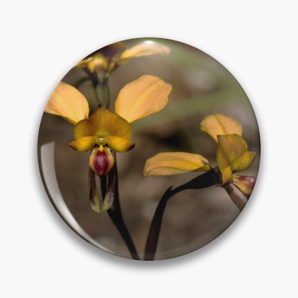 Item preview, Donkey Orchid,Great Ocean Road. designed and sold by Darryl Fowler.