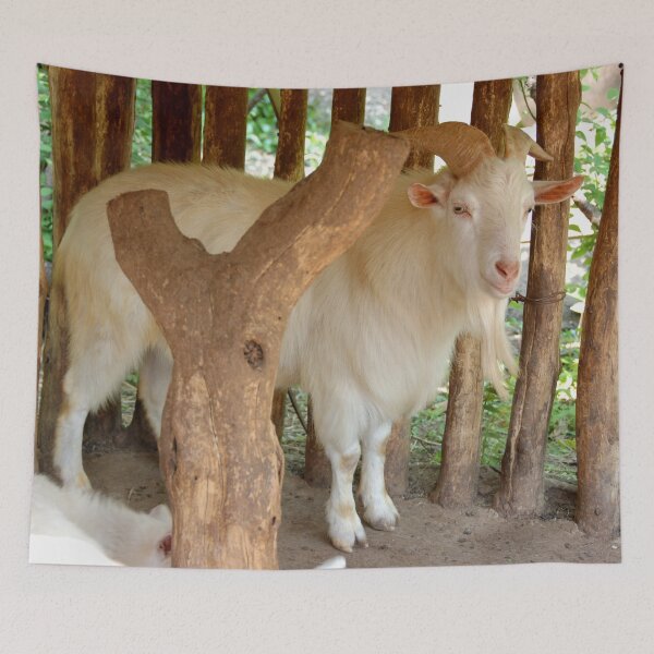 Item preview, MOUNTAIN GOAT | Animal Photo designed and sold by PhotoStory.