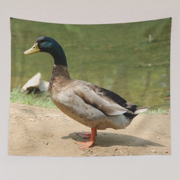 Item preview, DUCK AT FARM | Animal Photo designed and sold by PhotoStory.