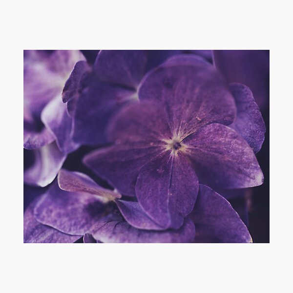 Hydrangea Fantasy Photographic Print