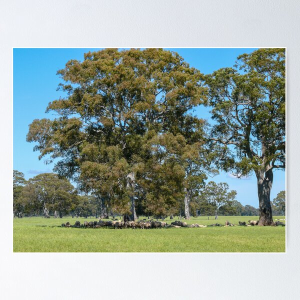 Item preview, Sheep Sheltering from the Sun. designed and sold by Graeme Bayley.