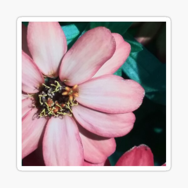 Zinnia Flower Sticker — Pinwheel Creative