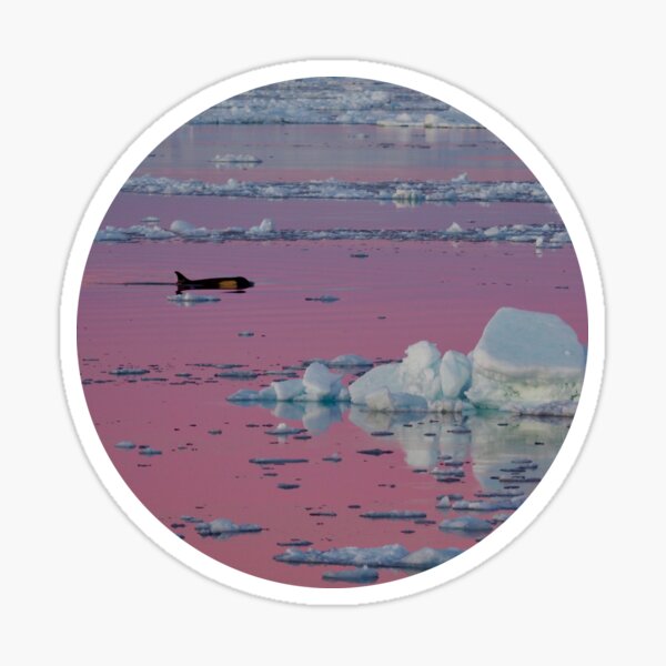 Orca Sunset (Round) Sticker