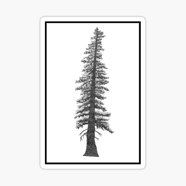 Item preview, Sitka Spruce designed and sold by AngusHillsArt.