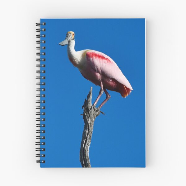 Item preview, Roseate Spoonbill on a Branch designed and sold by richardbryce.