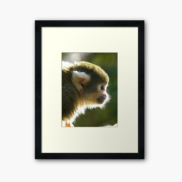 Squirrel Monkey Framed Art Print