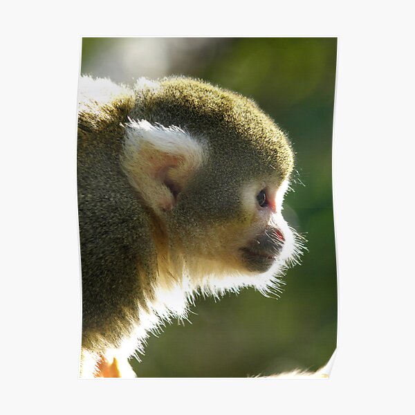 Squirrel Monkey Poster