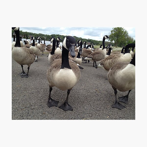Duck Don't Care Photographic Print