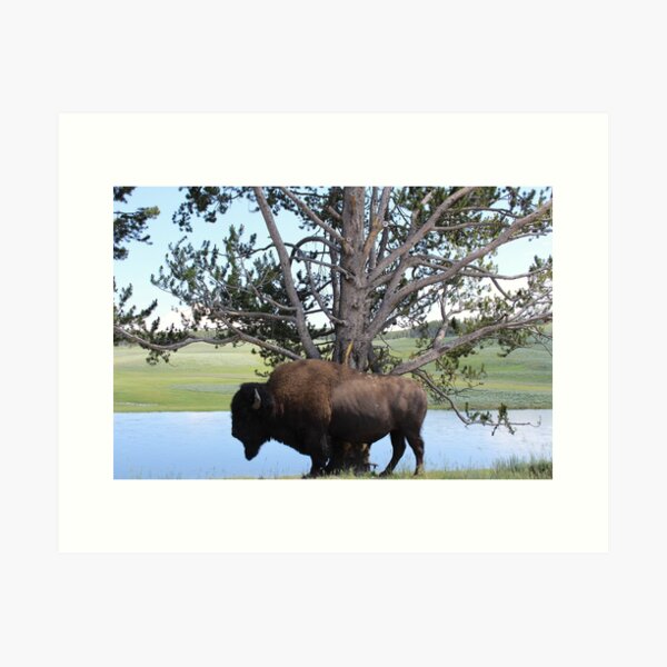 Item preview, Bison Tree designed and sold by mateoromero2525.
