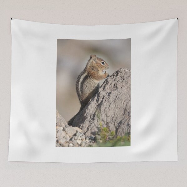 Item preview, Cascade golden-mantled ground squirrel  designed and sold by SDym Photography.