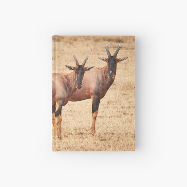 Hartebeest Stare Hardcover Journal