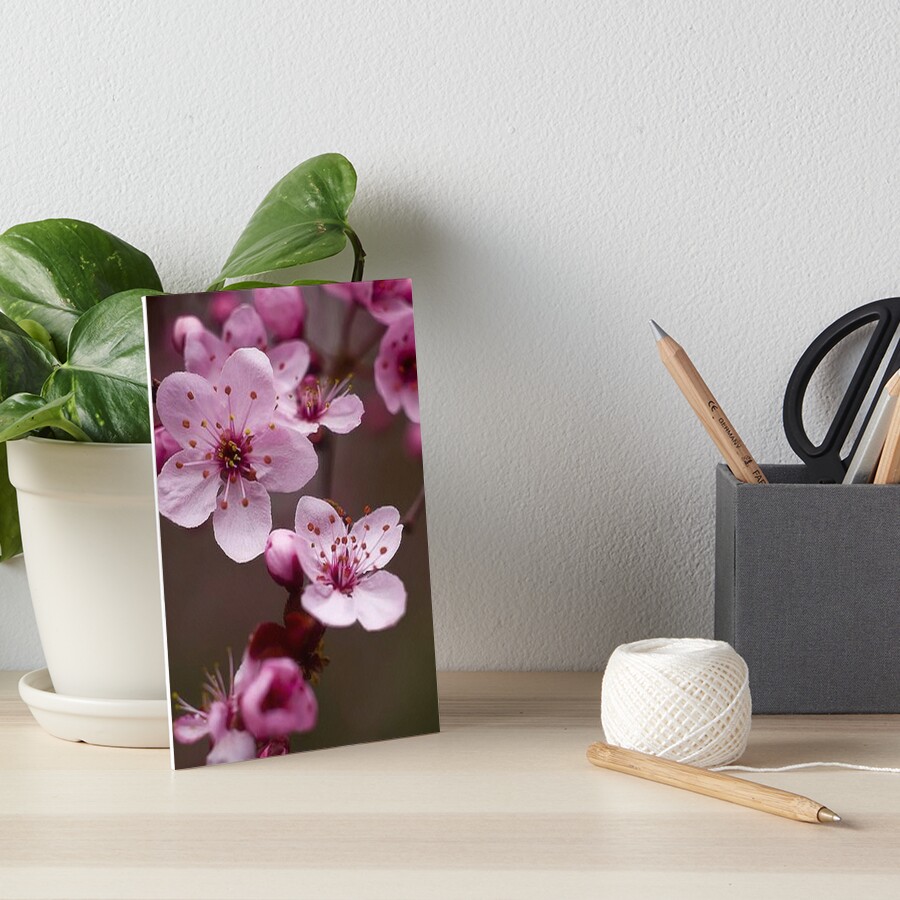Japanese Cherry Pinkish Blossom Sakura Flowers Nature beauty