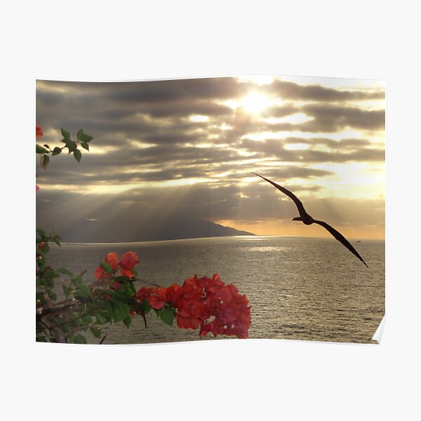 sunset with bougainvilleas and frigate bird - puesta del sol con buganvilla y fragata Poster