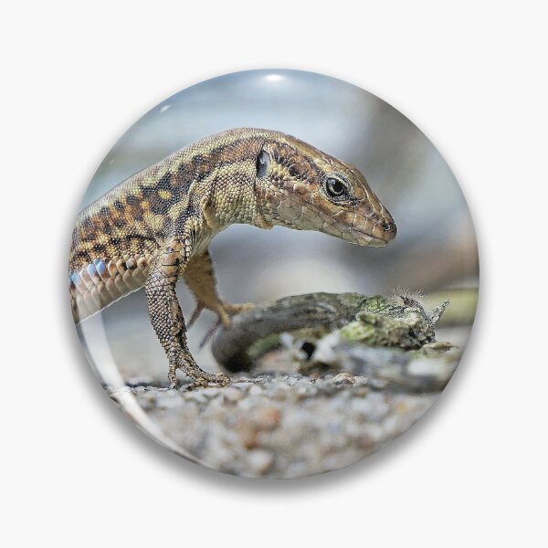 Item preview, r1841/ A beautifully arched Olavia-Olao Star Lizard - a beautifully arched Olavia-Olao Star Lizard by Okaïo Créations 2018 designed and sold by o.okaïo.