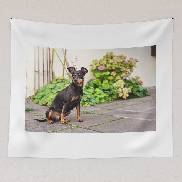 Item preview, DOG pinscher dwarf animal friend designed and sold by MarketVisionAV.