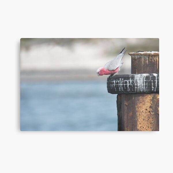 Galah Peering Into Ocean Metal Print
