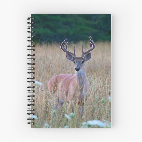 Item preview, White-tailed Buck in Summer designed and sold by James Cumming.