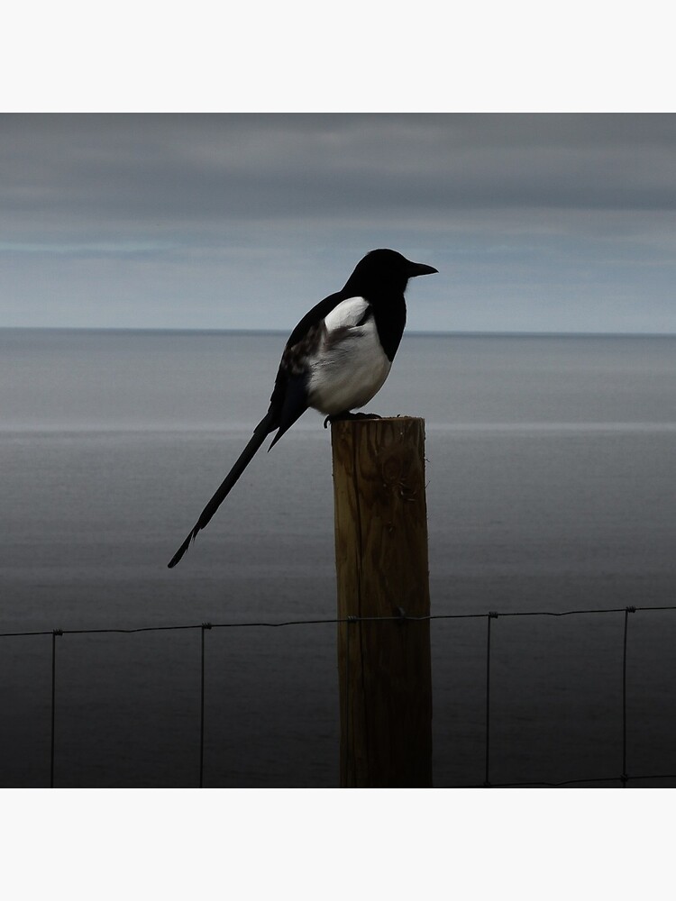 Morning Magpie by hoxtonboy