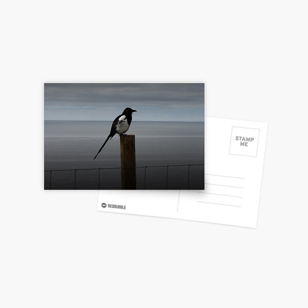 Morning Magpie Postcard