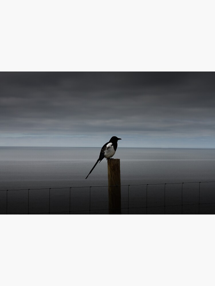 Morning Magpie by hoxtonboy