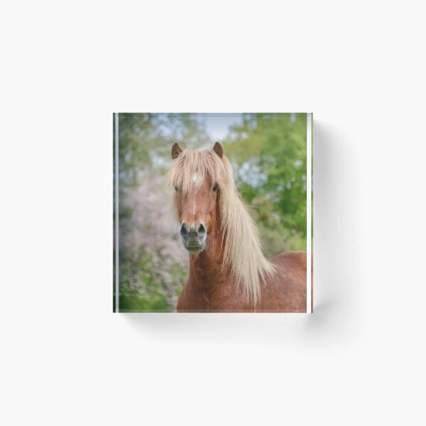 Item preview, Horse Portrait Aegidienberger crossbreed Paso and Icelandic designed and sold by Katho Menden.