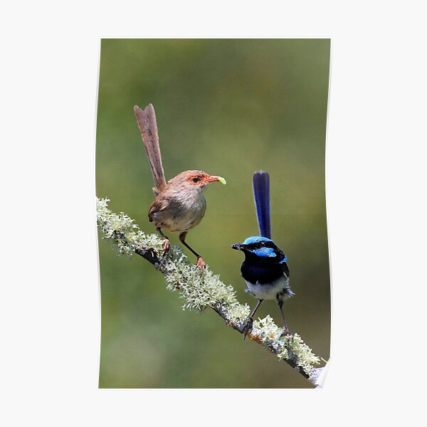 Superb Fairy wrens Poster
