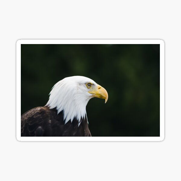 Bald eagle Sticker