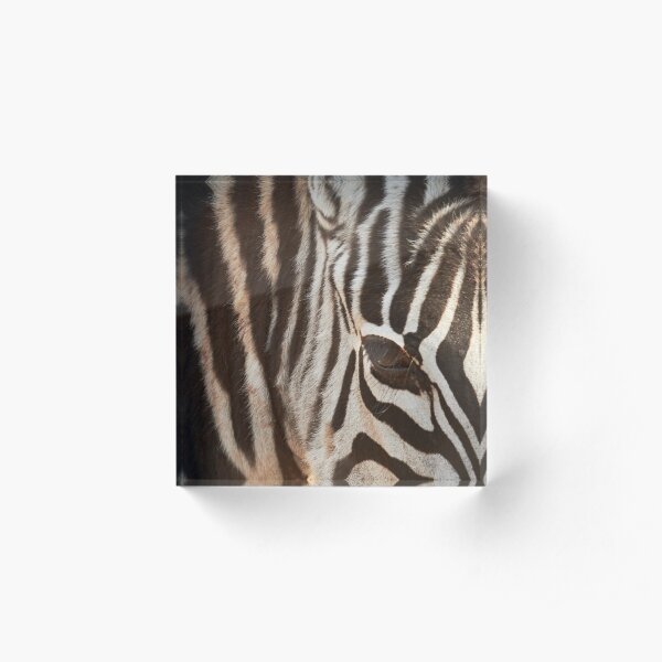 Zebra - Got my Eye on You Acrylic Block