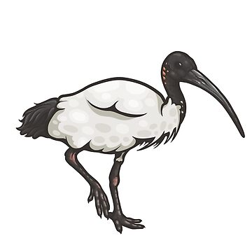Artwork thumbnail, Australian White Ibis by Eambo's Cave