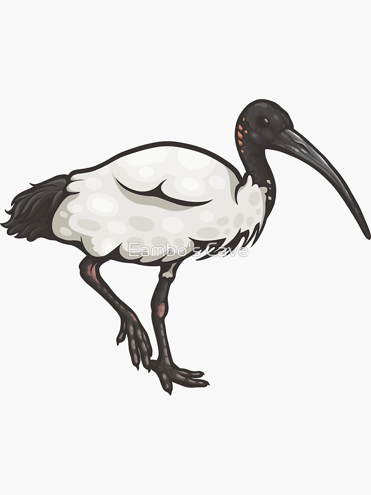 Thumbnail 3 of 3, Sticker, Australian White Ibis designed and sold by Ginboy.