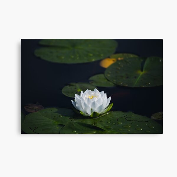Water Lily Canvas Print