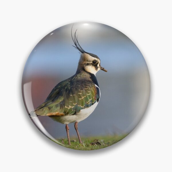 Item preview, Northern Lapwing / Peewit bird designed and sold by sjfreeman88.
