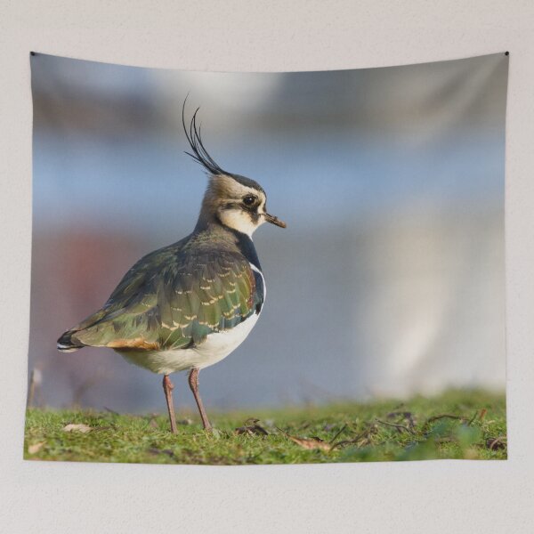 Item preview, Northern Lapwing / Peewit bird designed and sold by sjfreeman88.