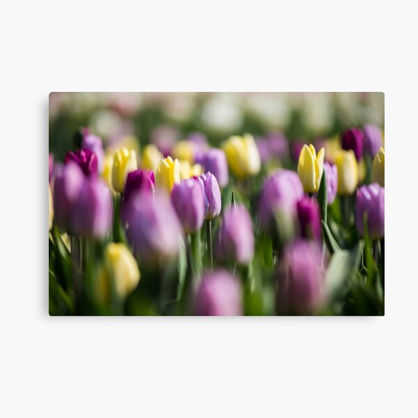 Tulips Canvas Print