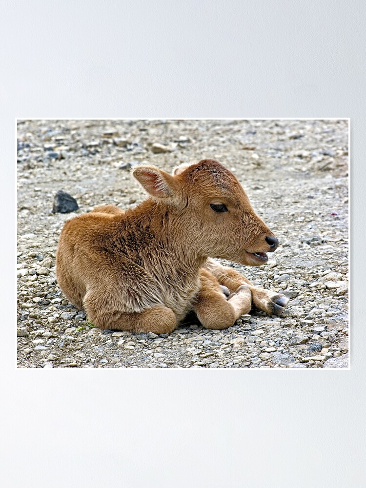 Poster Veau De L Himalaya Mignon Bebe Vache Portrait De Betail Par Worldways Redbubble
