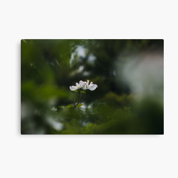 Flowers Canvas Print