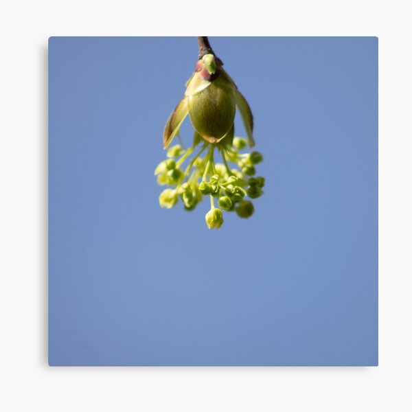 Spring Buds Canvas Print