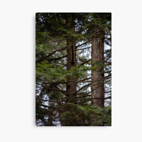Evergreen Canvas Print