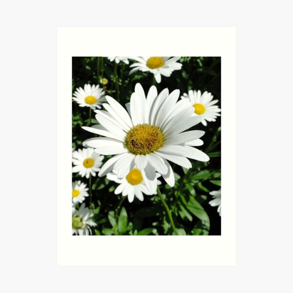 Beautiful Daisy. Art Print