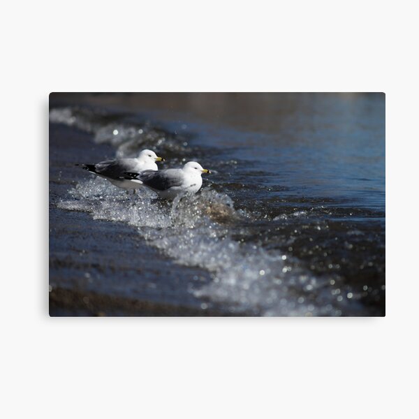 Seagulls by the Lakeshore Canvas Print