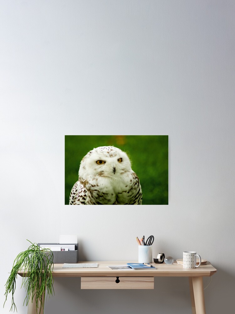 Thumbnail 2 of 3, Poster, Snowy Owl - a penny for your thoughts designed and sold by steppeland.