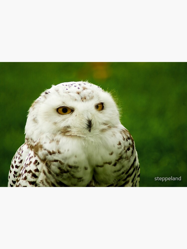 Thumbnail 3 of 3, Poster, Snowy Owl - a penny for your thoughts designed and sold by steppeland.