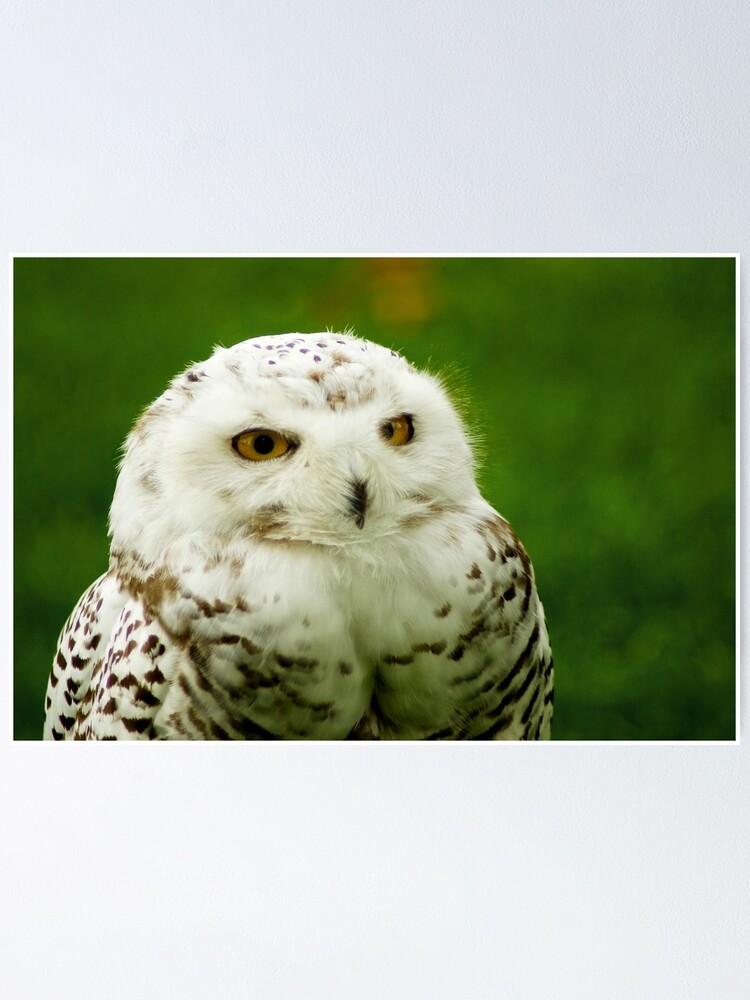 Thumbnail 1 of 3, Poster, Snowy Owl - a penny for your thoughts designed and sold by steppeland.